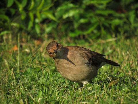 zorzal p&aacute;jaro curioso mirando la c&aacute;mara