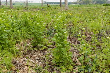 Garlic mustard in the spring in a woodland.