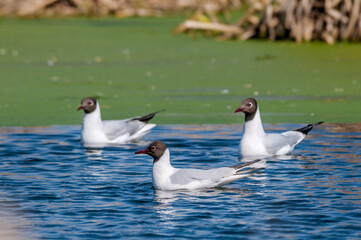 Black-headed Gulls (Larus ridibundus) at colony, Moscow region, Russia