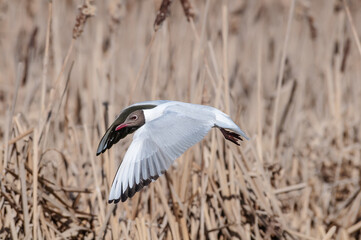 Black-headed Gull (Larus ridibundus) at colony, Moscow region, Russia