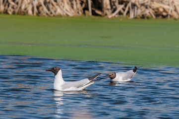 Black-headed Gulls (Larus ridibundus) at colony, Moscow region, Russia