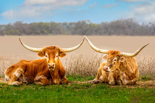 A couple of Texas longhorn cattle relaxing in the grass - Powered by Adobe