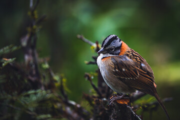 Peaceful bird in magic forest. Rufous-collared sparrow or Andean sparrow (Zonotrichia capensis)