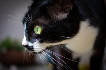 Pequeno Jimi the Cat
