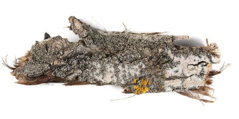 Bark tree poplar with yellow lichen isolated on white background and texture, top view 