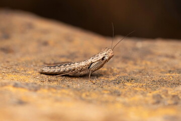 Lateral of juvenile Indian Bark Mantis, Humbertiella indica, Liturgusidae, Lonand, Maharashtra, India