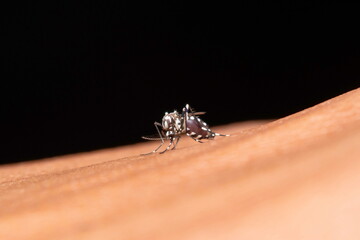 Malaria mosquito, Anopheles culicifacies, Satara, Maharashtra, India