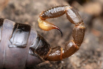 Sting of Heterometrus xanthopus, Sting, Venom, Lonand, Satara,  Maharashtra, India