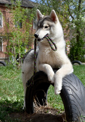 a gray dog of the Siberian Husky breed holds a leash in its mouth and lies leaning on a car tire dug into the ground in the yard 