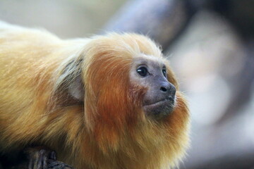 Golden lion tamarin, Leontopithecus rosalia also known as the golden marmoset. Native to the coastal forests of Brazil. Endangered species