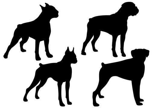 Boxer dogs in the set. Vector image.