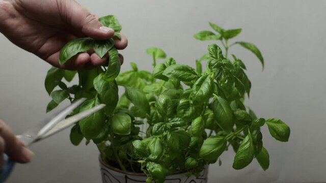 cutting basil leaves with scissors from a bush side view