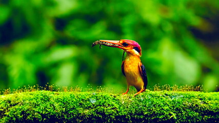 Oriental dwarf kingfisher with Gecko  kill in beak, Ceyx erithaca Mumbai, Maharashtra, India