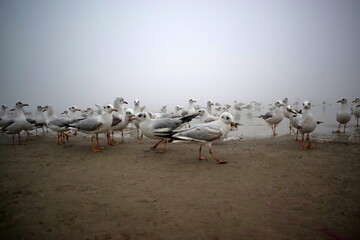Fototapeta premium Low angle shot of flock of Seagulls