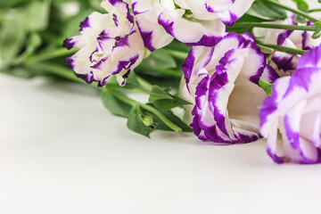 Flower background with copy space on white background. Lisianthus, eustoma