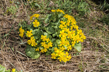 Marsh Marigold (Caltha palustris) in park, Central Russia