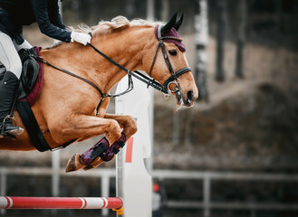 The red horse overcomes an obstacle.Show jumping