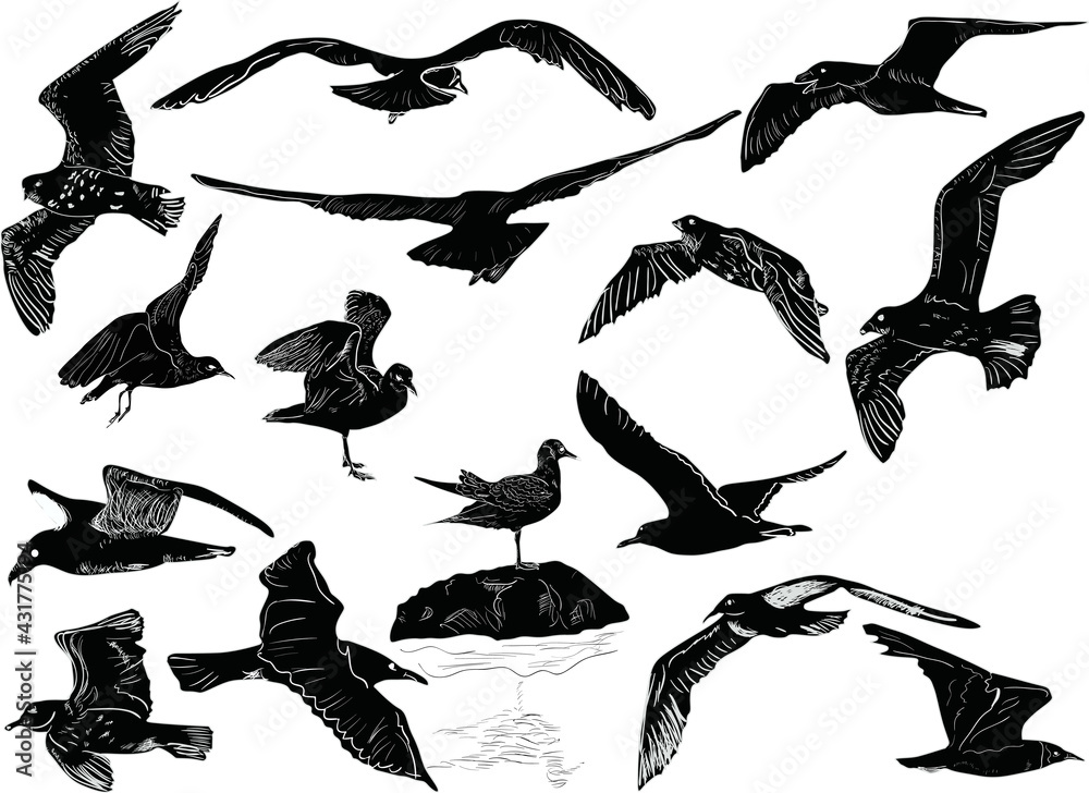 Wall mural fifteen seagulls sketches on white background