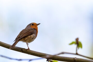 A close up portrait of a european robin or red breast bird sitting on a branch of a tree in a forest. The passerine animal is perched and is looking around. On the branch are some leaves.