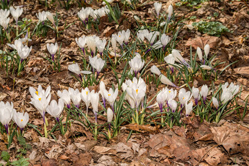 Spring Crocus (Crocus vernus) in garden