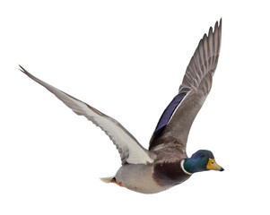 blue head mallard duck on white in flight