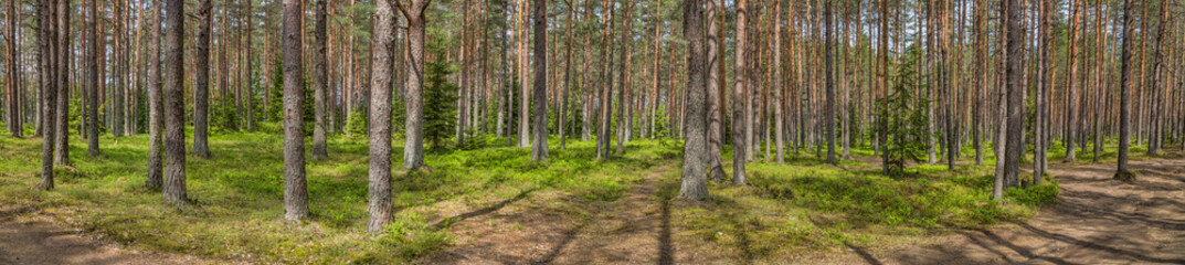 green pine spring forest panorama