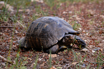 turtle on the ground
