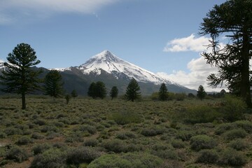Volcan lanin et araucaria du Chili - 2008 11 04 203448 Argentine - Junin & PN Lanin - 239