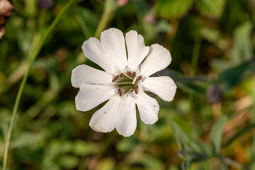 Close up of a sea campion (silene uniflora) flower in bloom