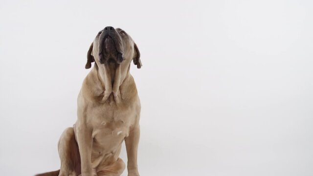 Big droopy dog sitting like a good boy