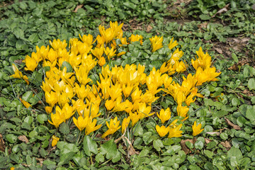 Golden Crocus (Crocus chrysanthus) in garden