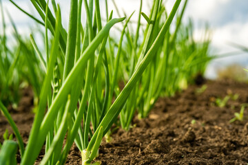 green onions in a field in rows