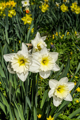 Big-cupped Narcissus (Narcissus x hybridus) in park