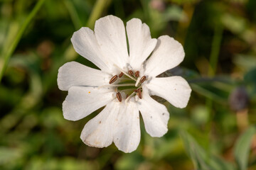 Close up of a sea campion (silene uniflora) flower in bloom