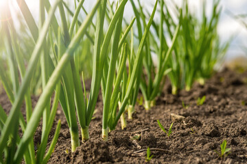 green onions in a field in rows