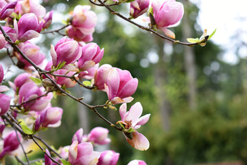 Spring blooming big pink Magnolia flower in the park. High quality photo. Czech republic, Europe.