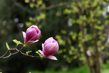 Spring blooming big pink Magnolia flower in the park. High quality photo. Czech republic, Europe.