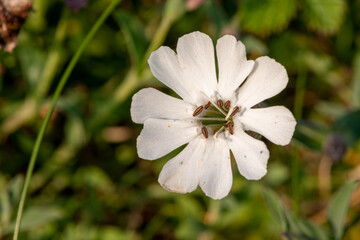 Close up of a sea campion (silene uniflora) flower in bloom