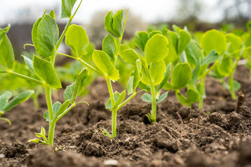 sprouts of young peas in a field in rows