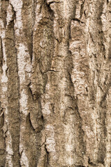Pine tree bark. Vertical furrows. Surface texture.