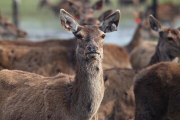 Deer farm in Konotop region, Ukraine