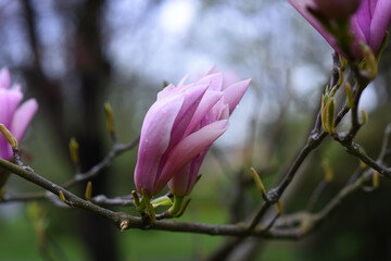 Spring blooming big pink Magnolia flower in the park. High quality photo. Czech republic, Europe.