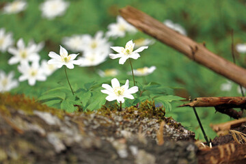 beautiful snowdrops in early spring in the forest	