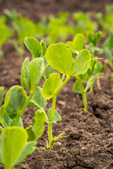 sprouts of young peas in a field in rows
