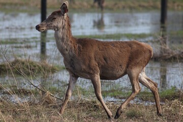 Deer farm in Konotop region, Ukraine