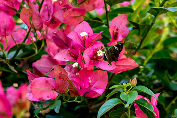 Black butterfly sucking nectar from Bougainvillea plant.