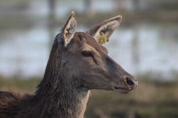 Fototapeta premium Deer farm in Konotop region, Ukraine