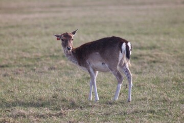 Deer farm in Konotop region, Ukraine