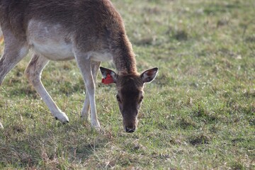 Deer farm in Konotop region, Ukraine