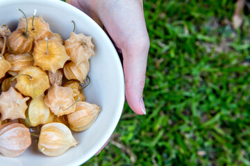 Female hands holding bowl with physalis. Grass background.